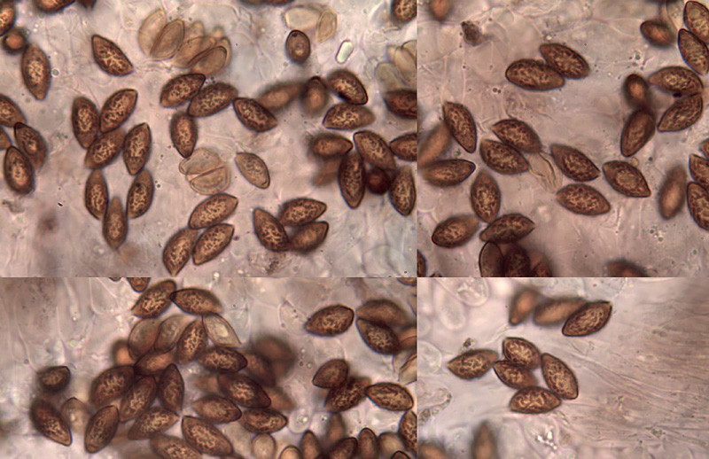 Cortinarius prasinus